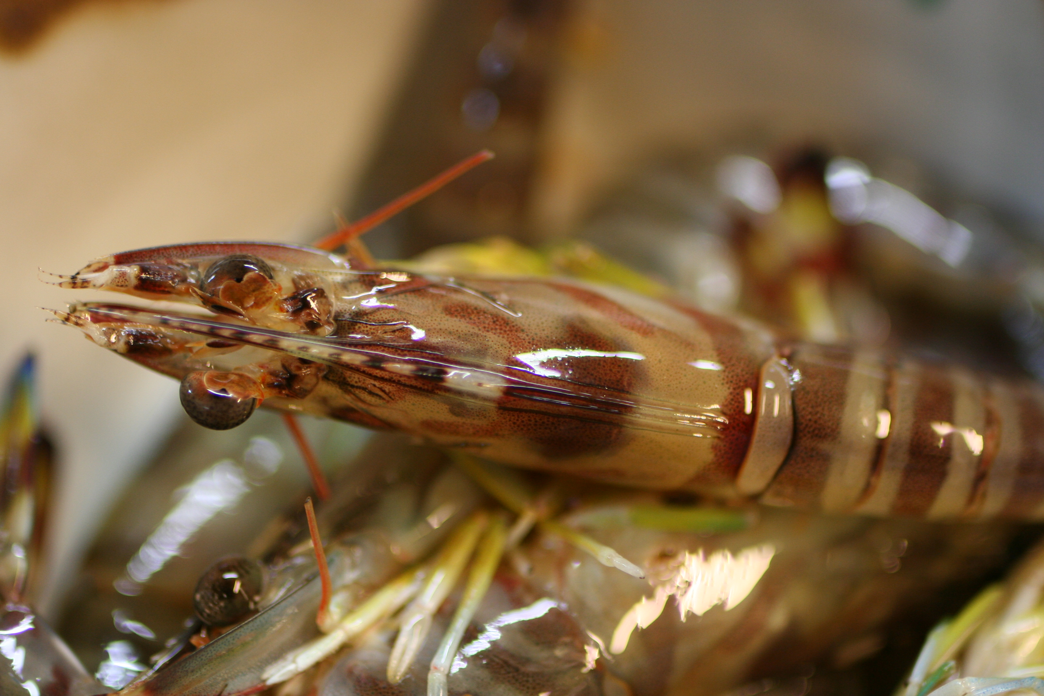 �H�ރC���[�W